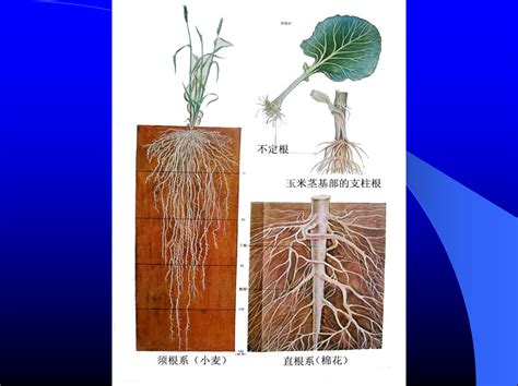 根的種類|植物根系確認